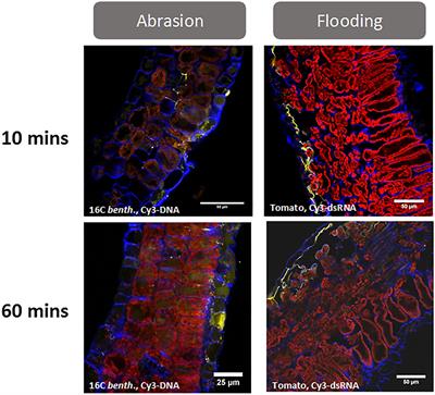Barriers to Efficient Foliar Uptake of dsRNA and Molecular Barriers to dsRNA Activity in Plant Cells